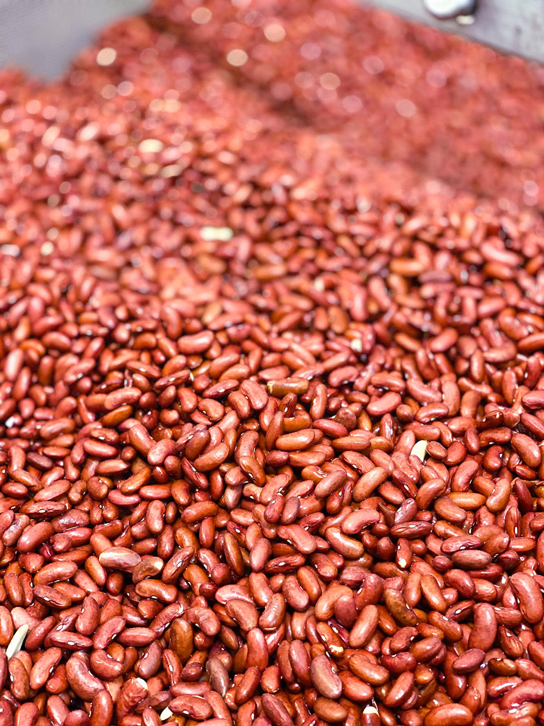 Haricots rouges - Tout savoir sur les haricots rouges, origines